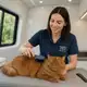 What to Expect from a Professional Mobile Pet Grooming Appointment in Abu Dhabi